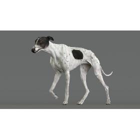 3D model Greyhound 4 Animated
